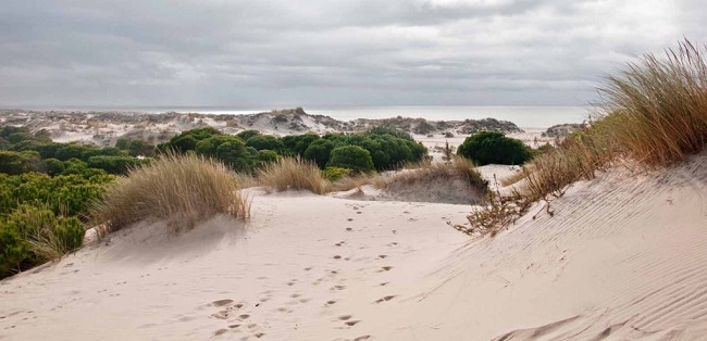 Donana Nemzeti Park Európa legnagyobb lápvidéke