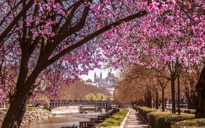 Virágzó fák rózsaszínben a Manzanares folyó partján, Madridban. Híd látható a háttérben. Tavaszi hangulat, napfényes idő, nyugodt park, Madrid időjárása.