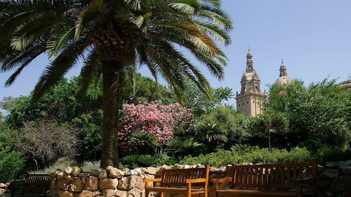 Barcelona Montjuïc Pálmafa egy parkban, kőpadokkal. Háttérben templomtorony és rózsaszín virágú bokrok. Napos, nyugodt hangulat.