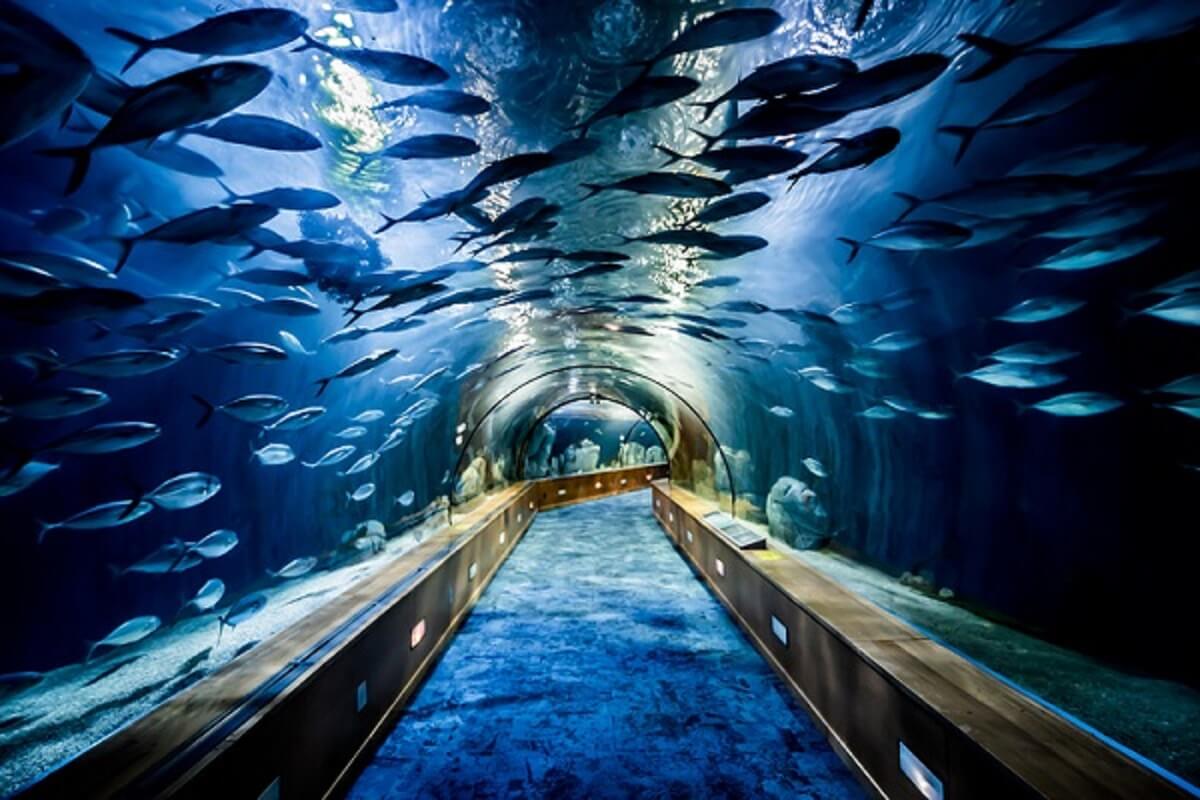 Víz alatti alagút az Oceanogràfic akváriumban: Európa leghosszabb üvegfolyosója cápákkal és tengeri élővilággal.